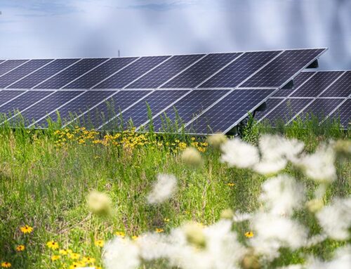 Environmental Defenders’ Position on Solar Arrays & Community Solar Farms
